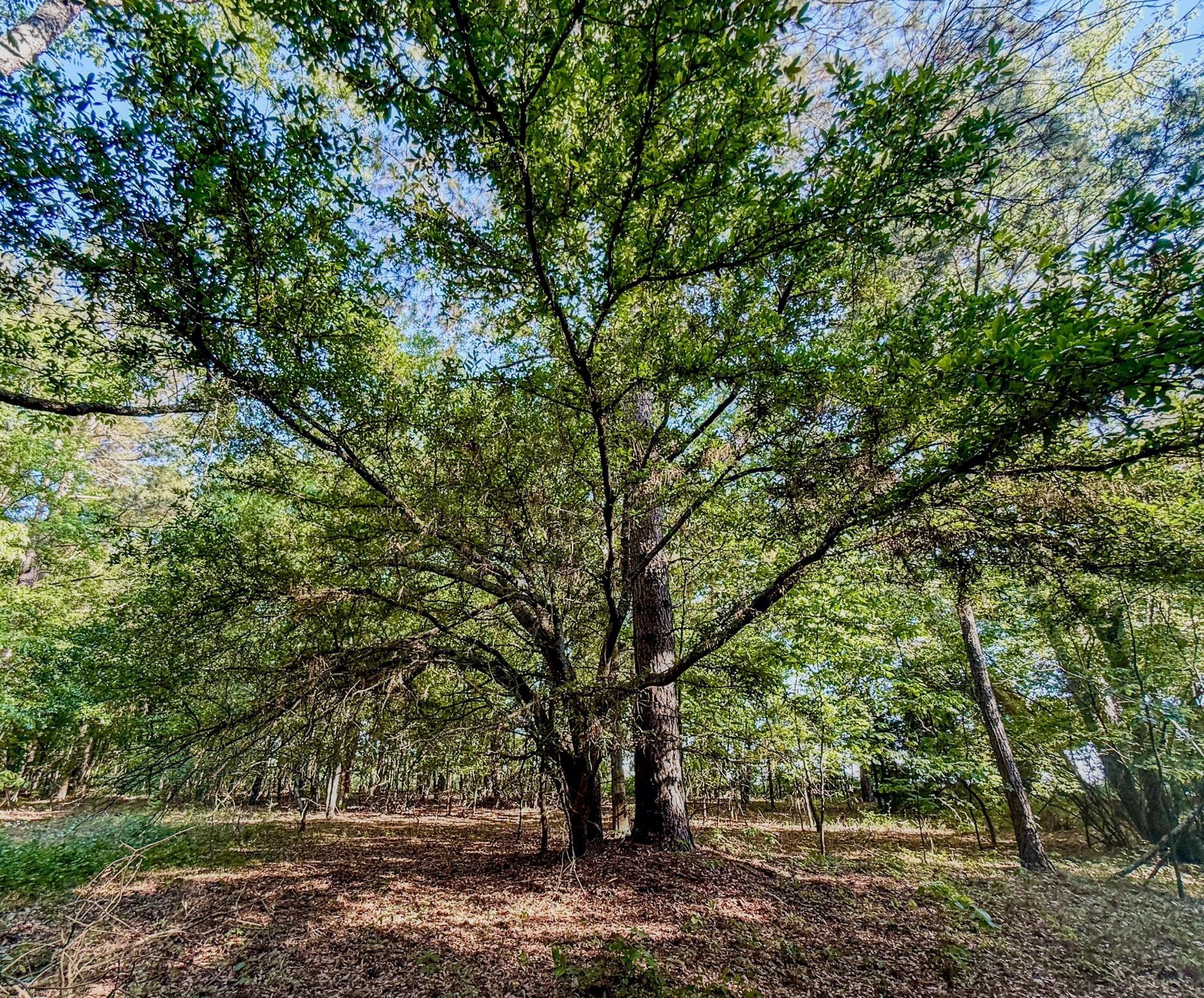 11481 Voorhees Road Photo 9