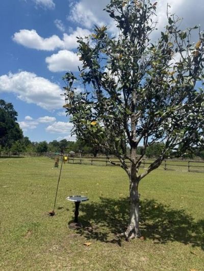 13551 NE 14th Avenue, Citra, FL 32113 Photo
