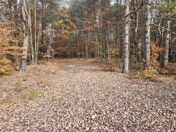 VL 5 acres 9 Mile Road, Kaleva, MI 49645