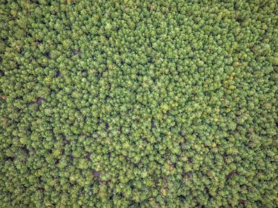 Lot 8 Creek Landing Rd , Nichols, SC 29581