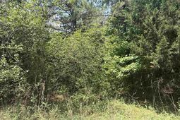 Lot 1 Brantly Rd.  photo 4