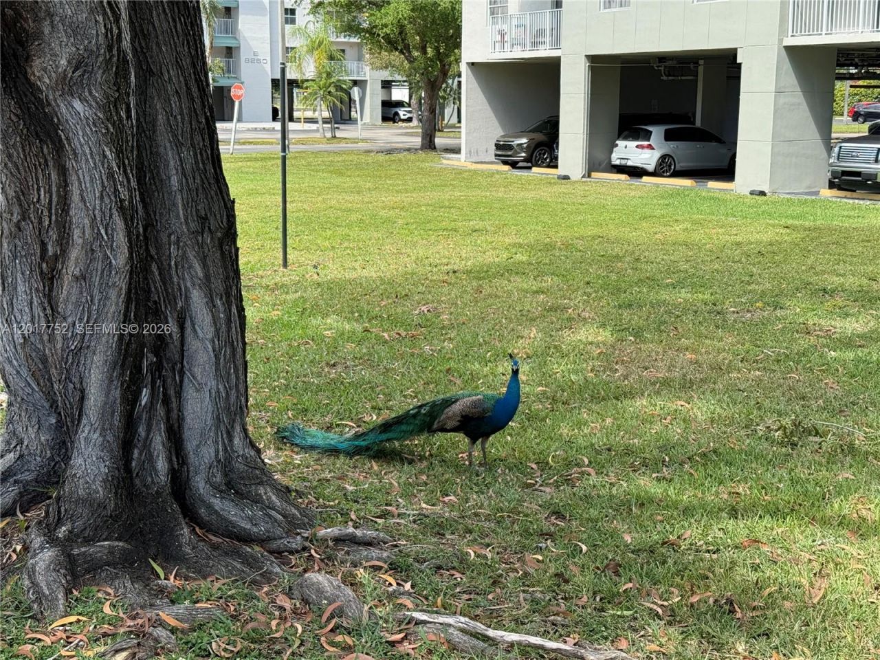 8260 SW 210th St , Unit 108, Cutler Bay, FL 33189 Photo