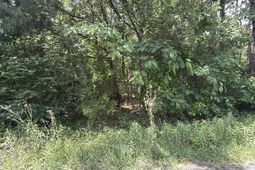 Tbd Holly Berry Ct. photo 4
