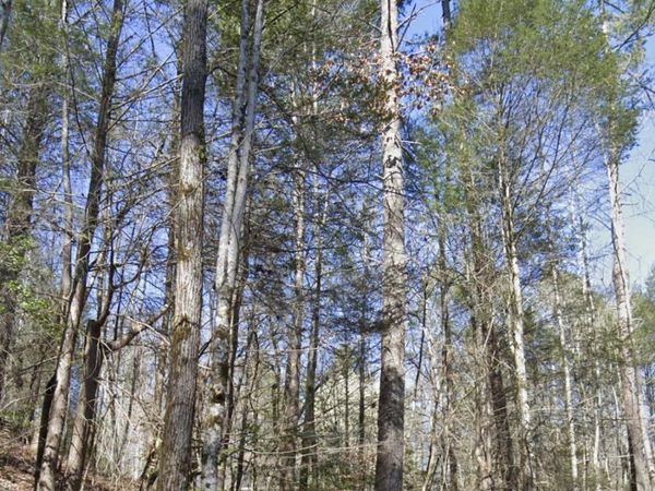 Lot 38 Black Walnut Flats Road, Sevierville, TN 37862