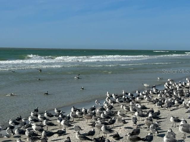 10 158th Avenue, Redington Beach, FL 33708 Photo