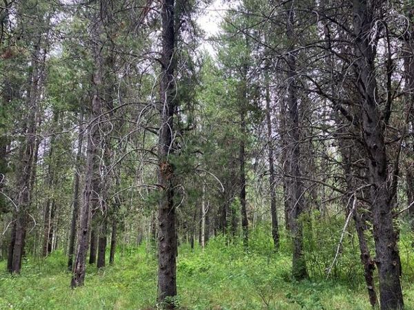 1596 Annies Landing, ASHTON, ID 83420