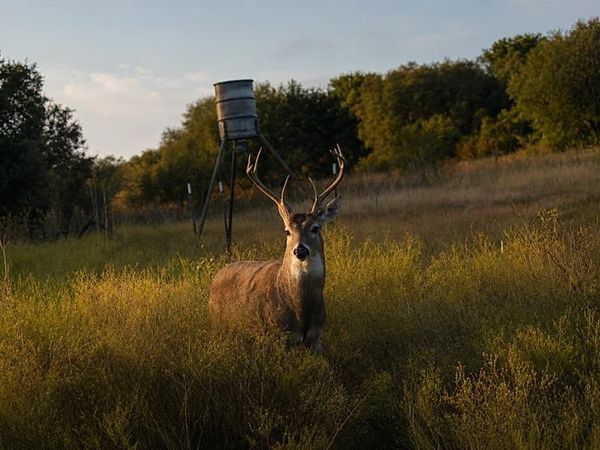 1343 County Road 188, Cross Plains, TX 76443