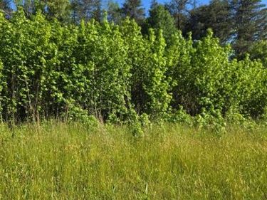 4336 MASSAPONAX CHURCH ROAD , FREDERICKSBURG, VA 22408
