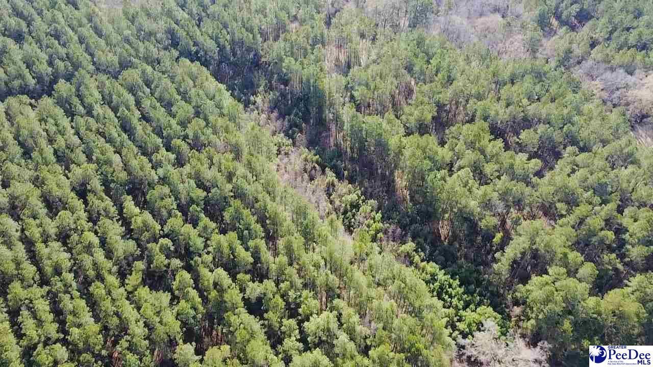 9214 Kingstree Hwy (tract A) Photo 12