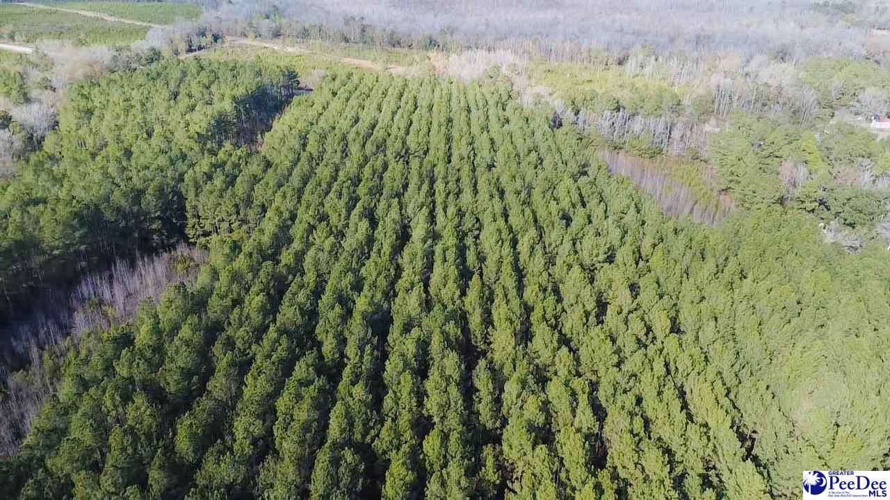 9214 Kingstree Hwy (tract A) Photo 13