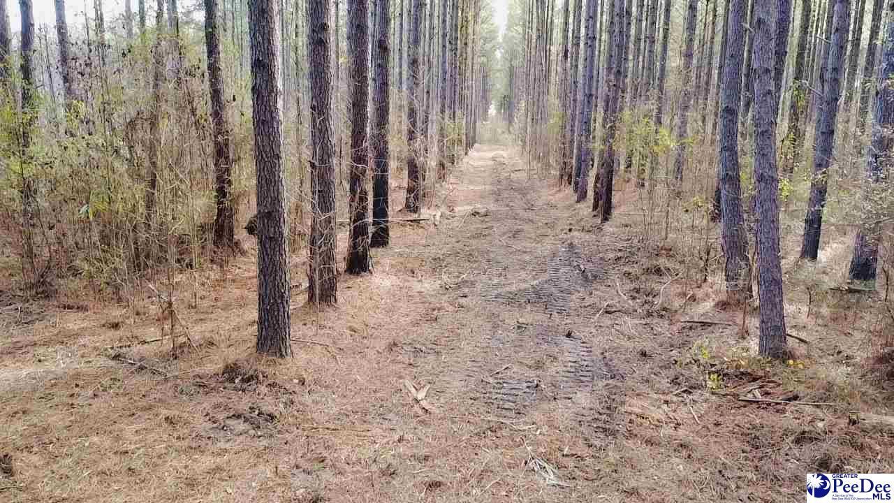 9214 Kingstree Hwy (tract B) Photo 11