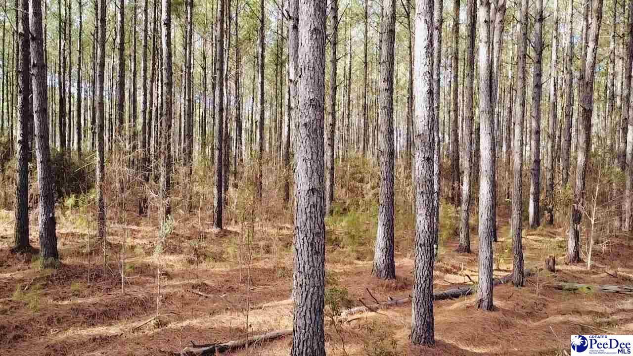 9214 Kingstree Hwy (tract B) Photo 12