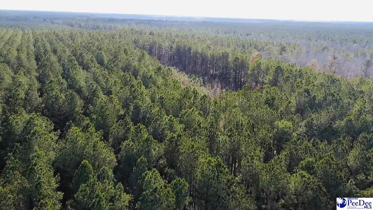 9214 Kingstree Hwy (tract B) Photo 13