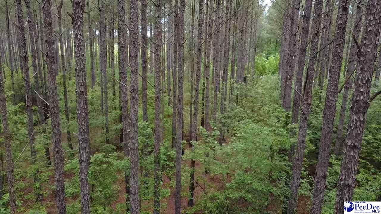 9214 Kingstree Hwy (tract B) Photo 8