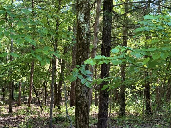 Lots 40 & Cedar Lane , Rockaway Beach, MO 65740