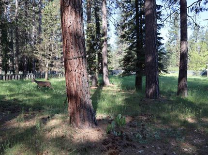 162 Pineleaf Drive, Meadow Valley, CA 95956 Photo