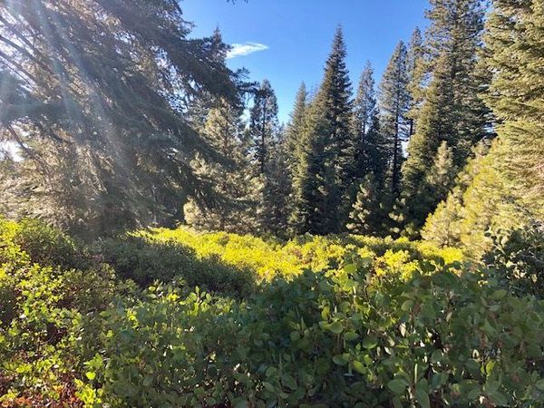 50 Fox Peak Drive, Lake Almanor, CA 96137