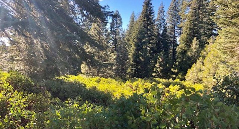 50 Fox Peak Drive, Lake Almanor, CA 96137 Photo