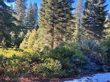 50 Fox Peak Drive, Lake Almanor, CA 96137 Photo