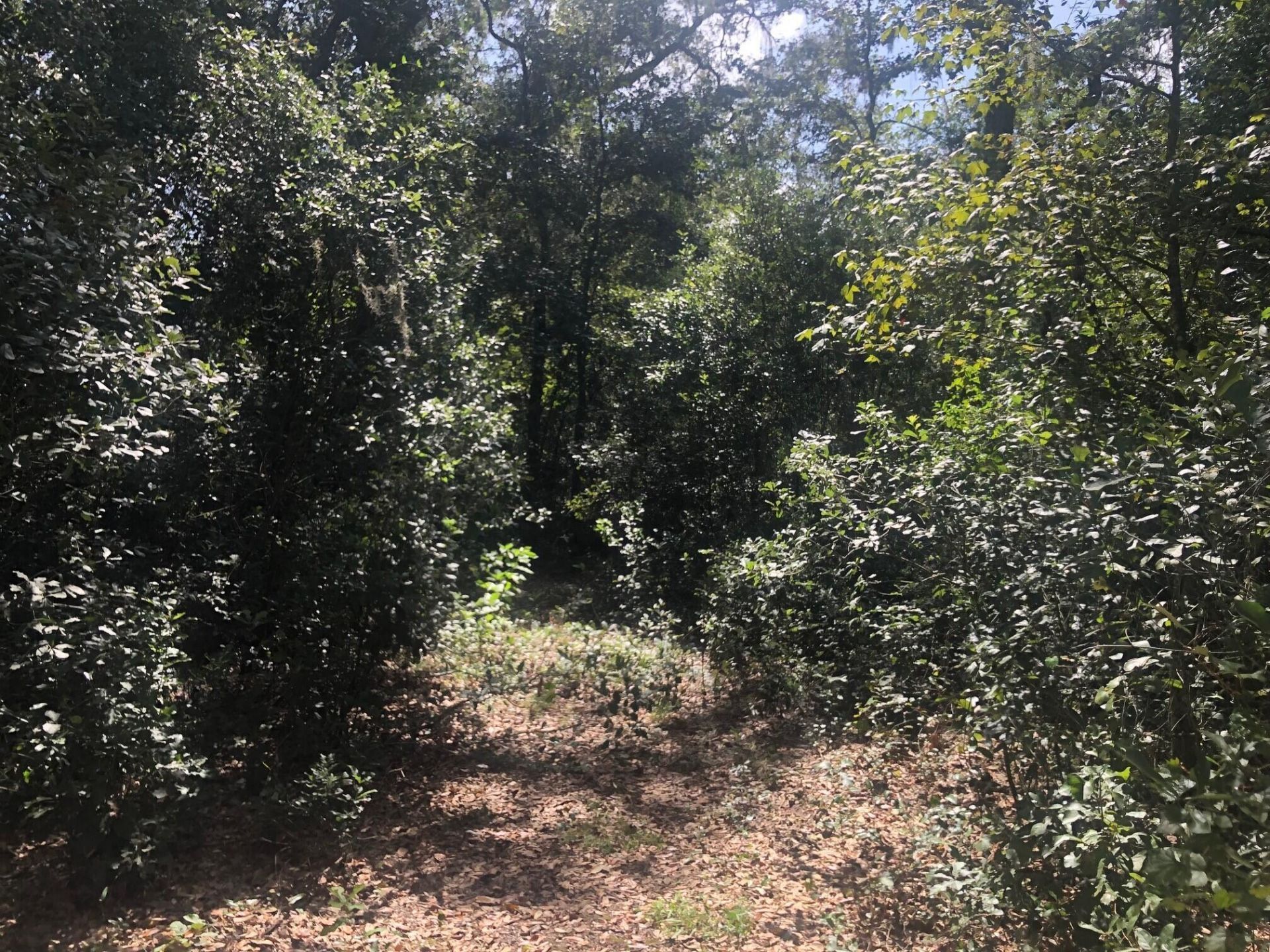0 Co Rd 54, Kathleen, FL 33849 Photo