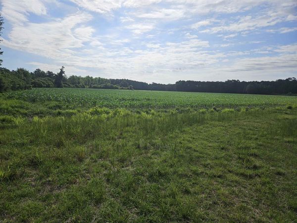 54.71ac Willoughby Rd. , Nichols, SC 29581