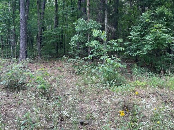 0 Muriel Drive , Vance, AL 35490