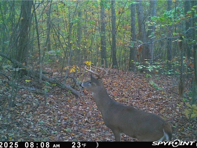 37500 Goose Run Road, Dexter City, OH 45727 Photo 50