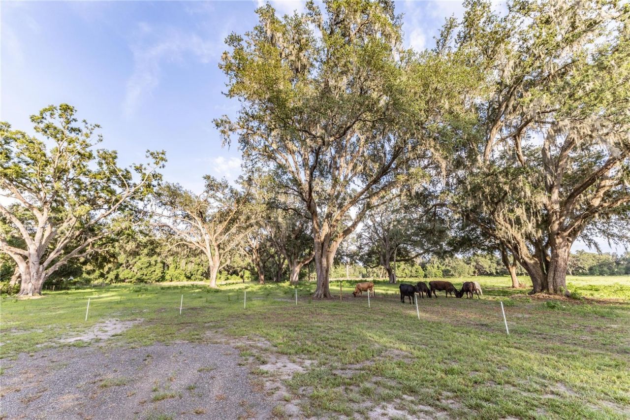 12523 Cr 721 , Webster, FL 33597 Photo