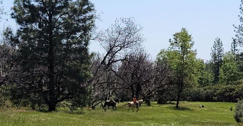 6281 Bear Creek Rd, Garden Valley, CA 95633 Photo