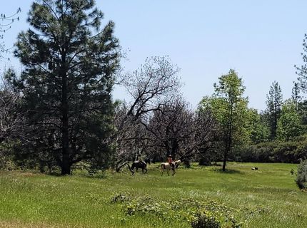 6281 Bear Creek Rd, Garden Valley, CA 95633 Photo