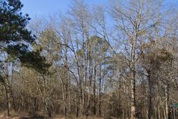 151 Shelton Road  photo 4