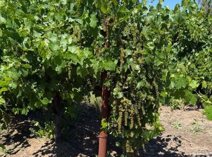 Walnut Grove, Thornton, CA 95686 Photo