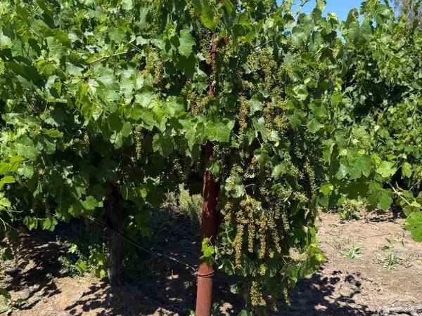 Walnut Grove, Thornton, CA 95686