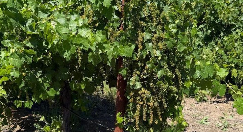 Walnut Grove, Thornton, CA 95686 Photo