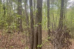 0 S Carolina 45 photo 4