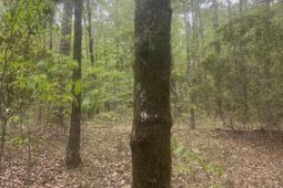 0 S Carolina 45 photo 4