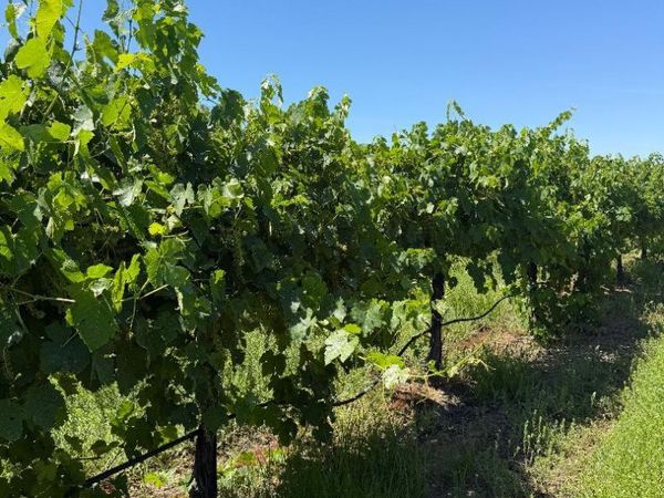 Walnut Grove Rd, Thornton, CA 95686
