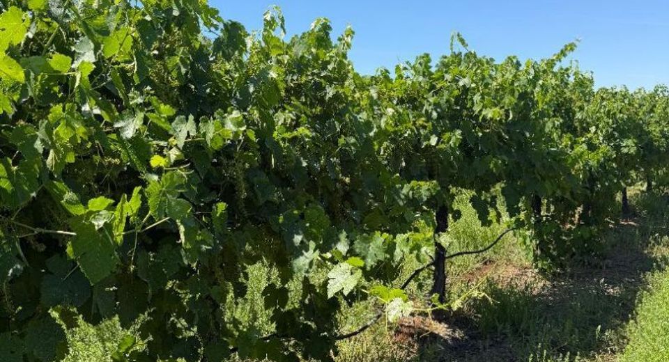Walnut Grove Rd, Thornton, CA 95686 Photo