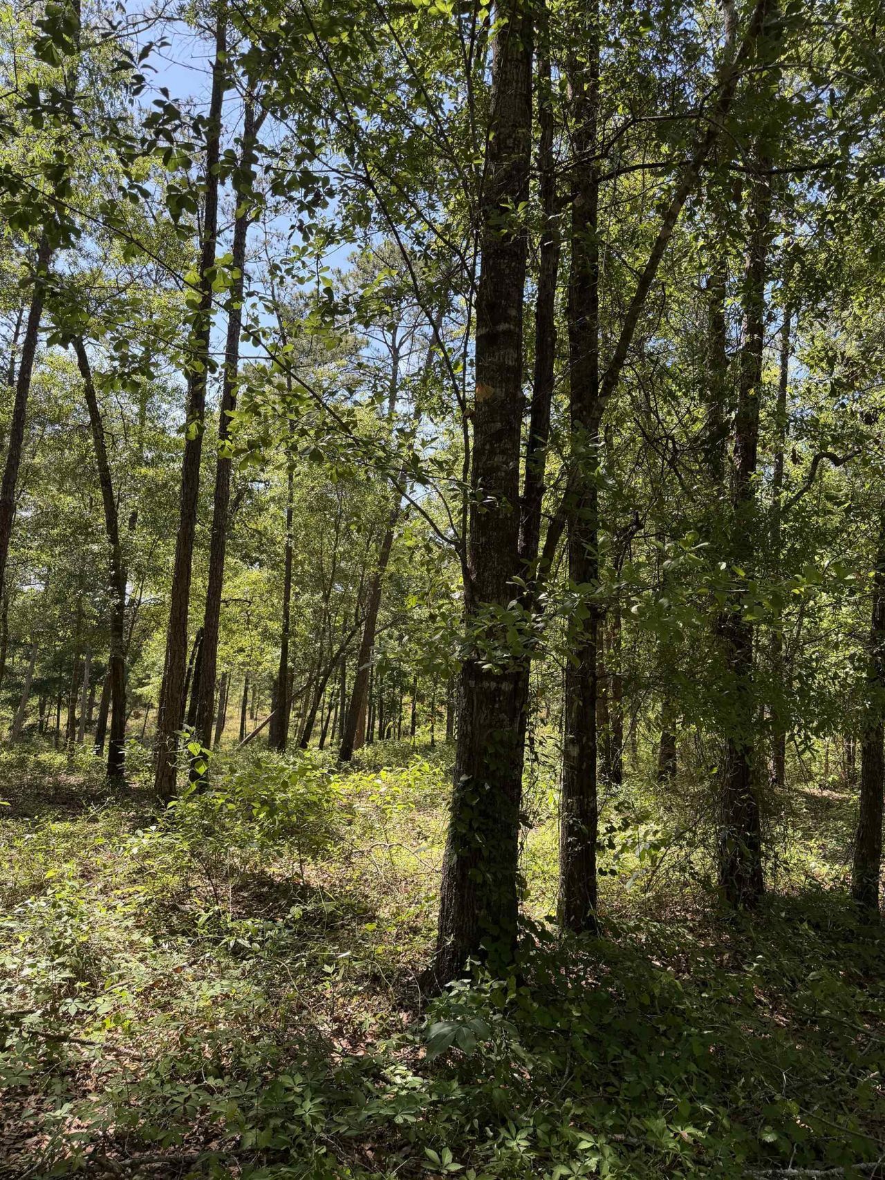 2690 Hardaway Road, Chattahoochee, FL 32324 Photo