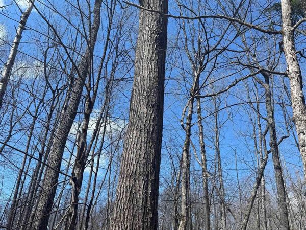 TBD Victoria Dam Road, Rockland Twp, MI 49960