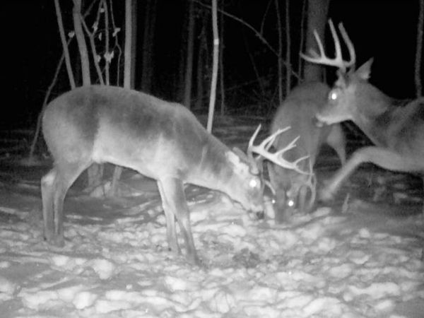 TBD Bear Road , Cushing, MN 56443