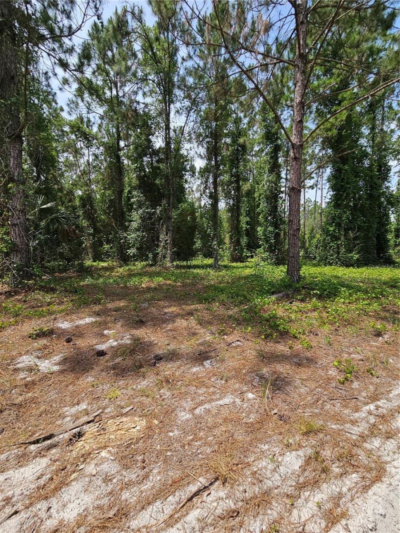 Geneva Woods Cove , Geneva, FL 32732 Photo