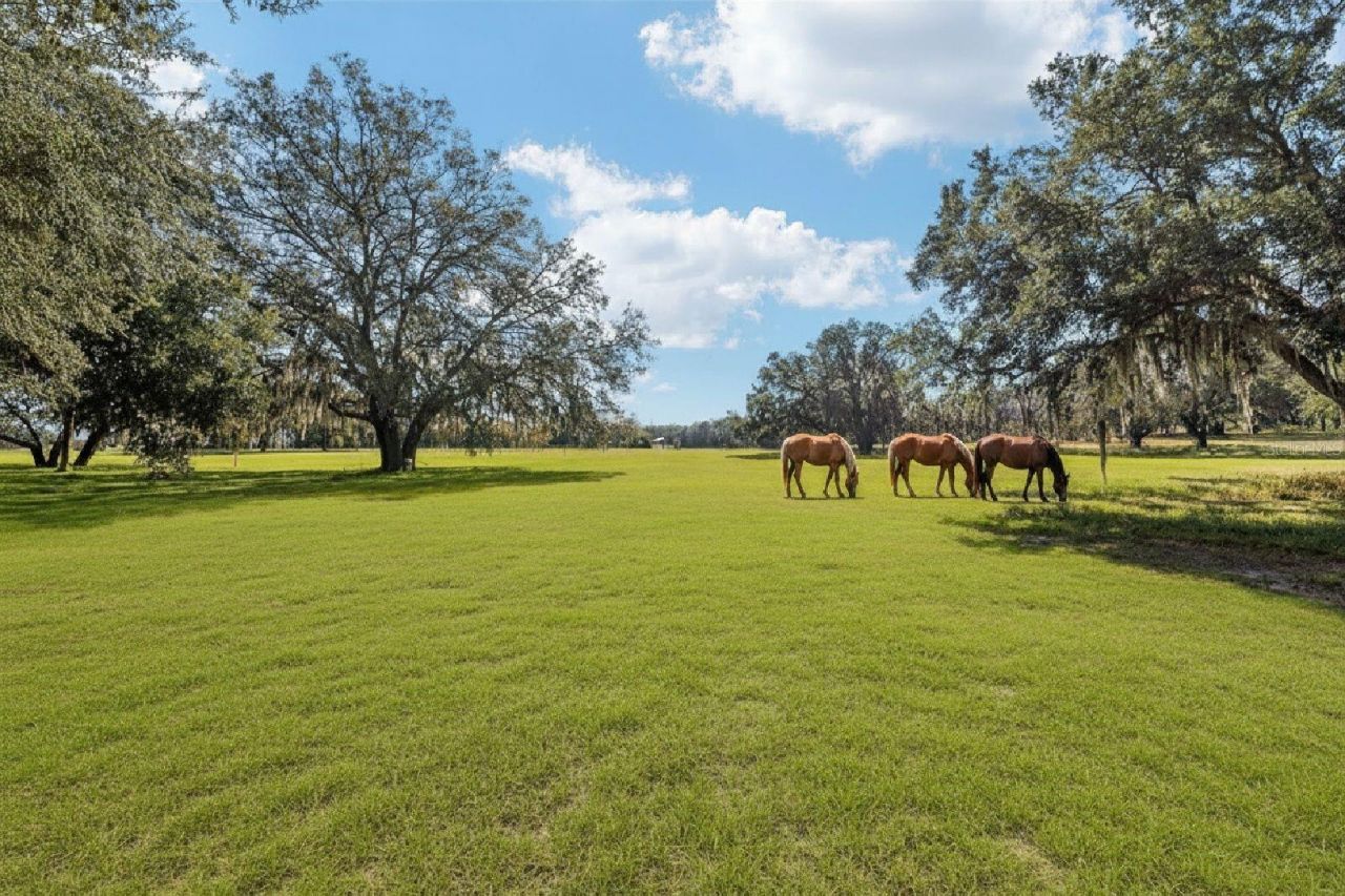 36203 Micro Racetrack Road, Fruitland Park, FL 34731 Photo