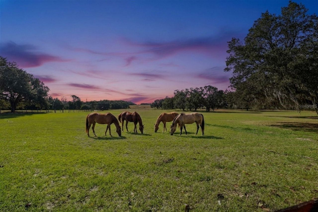 36203 Micro Racetrack Road, Fruitland Park, FL 34731 Photo