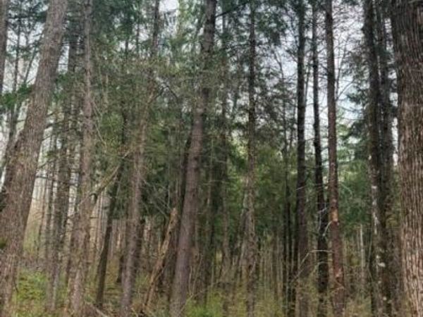 0 Pederson Road, Hayward, WI 54843