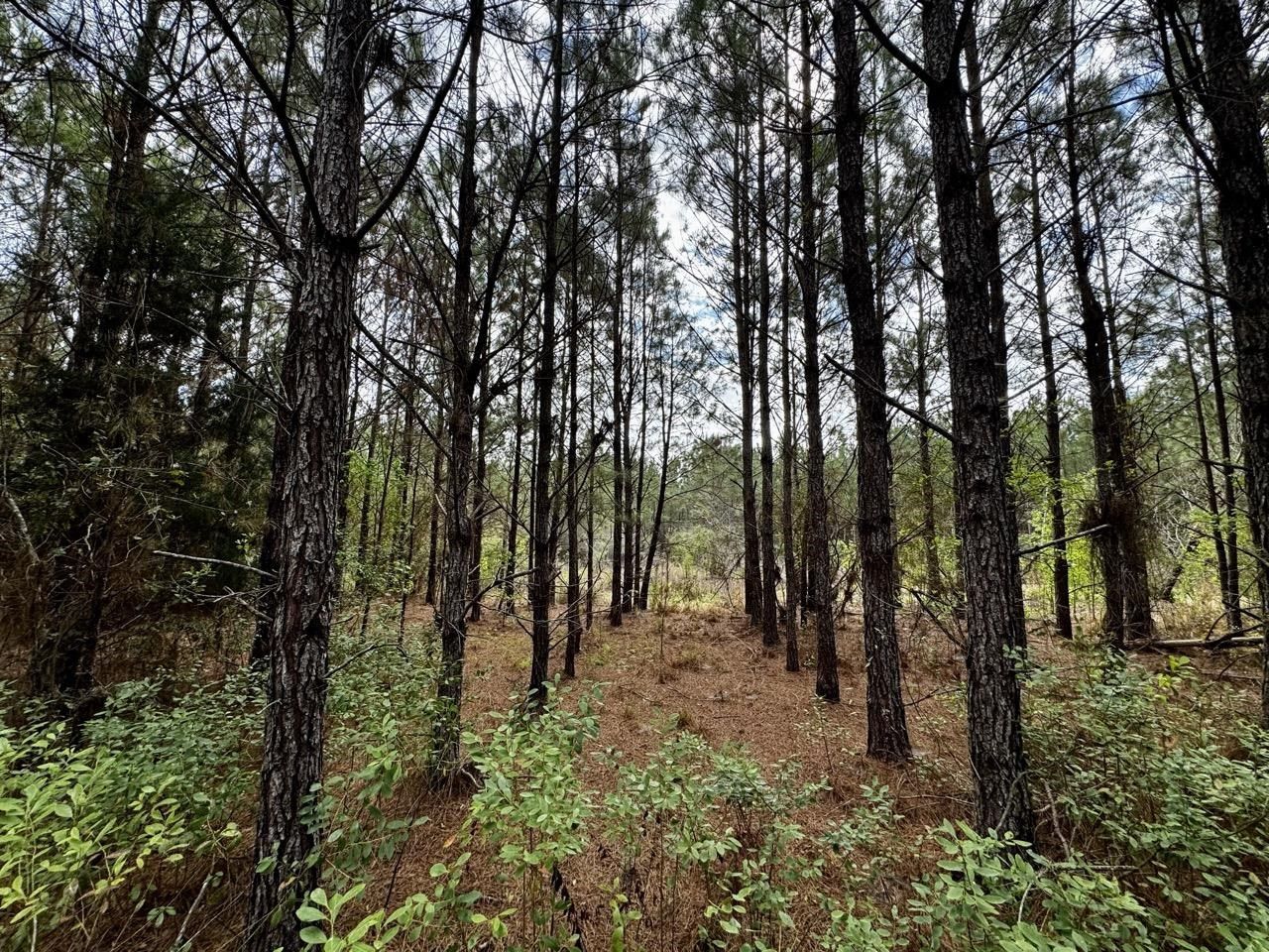 Vacant SW Captain Brown Road , Madison, FL 32340 Photo