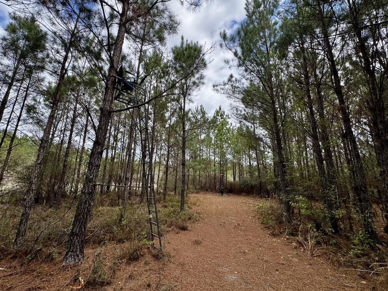Vacant SW Captain Brown Road , Madison, FL 32340 Photo