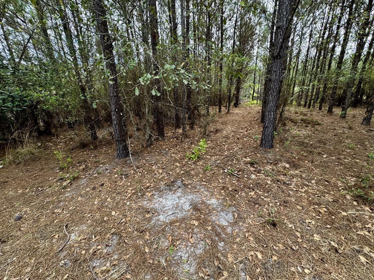 Vacant SW Captain Brown Road , Madison, FL 32340 Photo