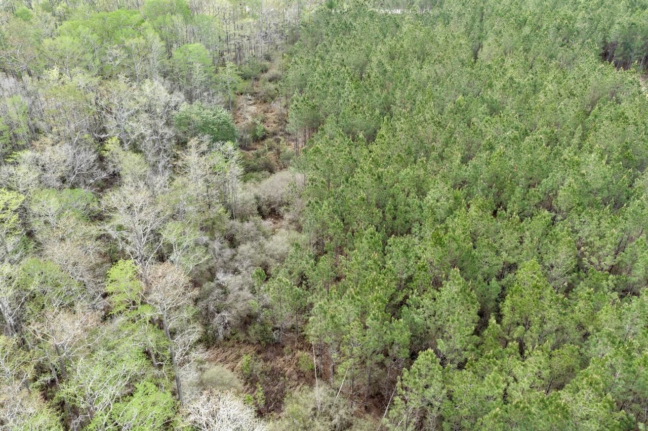 Vacant SW Captain Brown Road , Madison, FL 32340 Photo