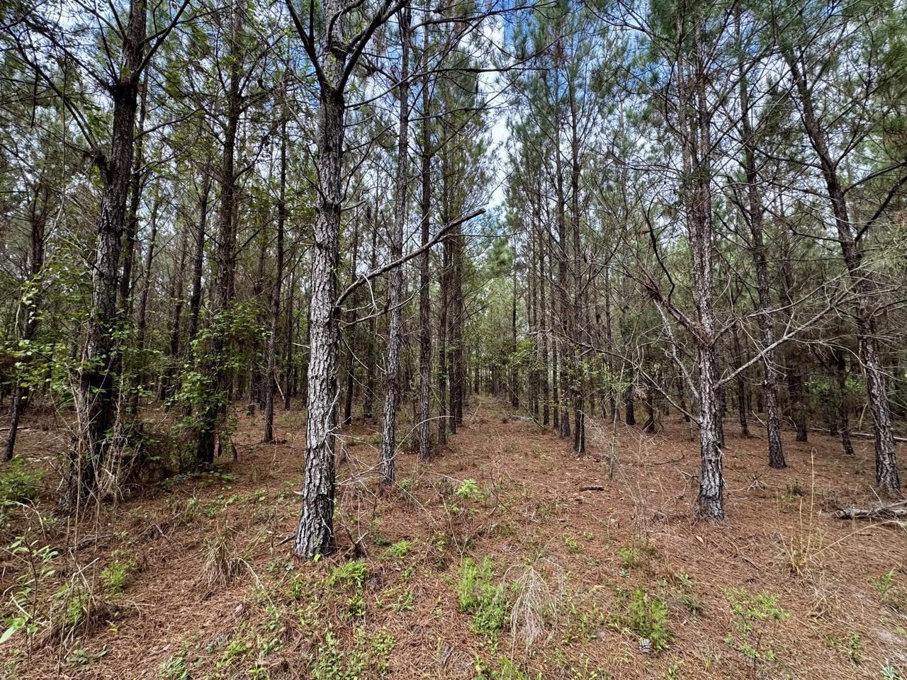 Vacant SW Captain Brown Road , Madison, FL 32340 Photo